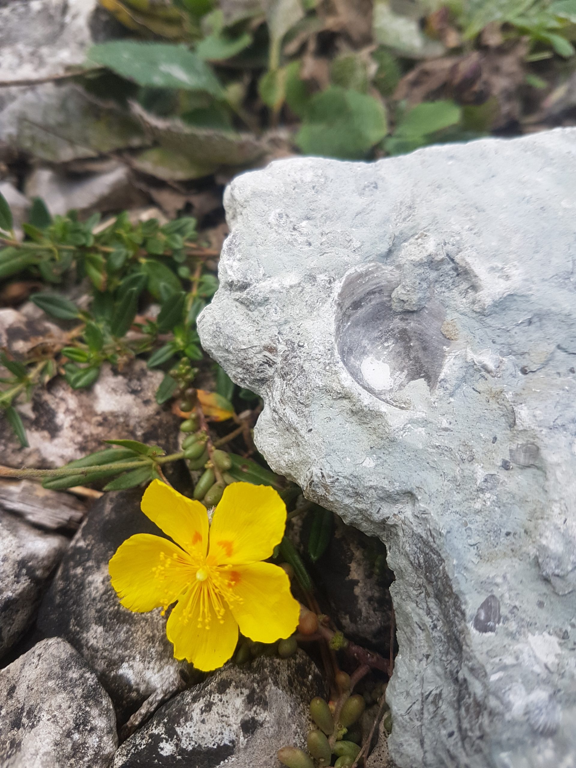 fossiler på Gotland
